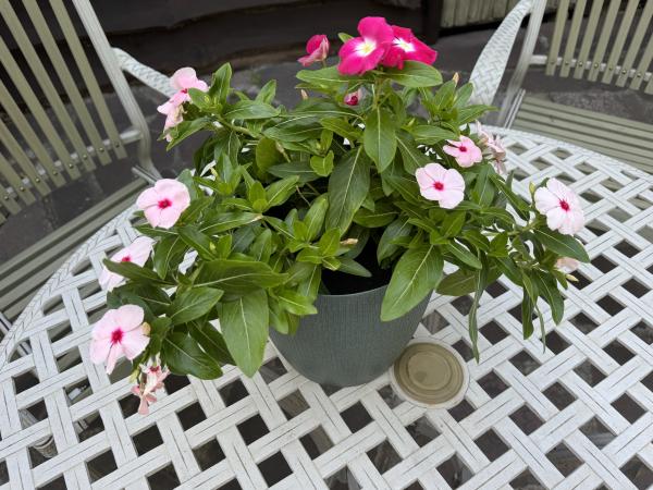 Владимирова Виктория Владимировна